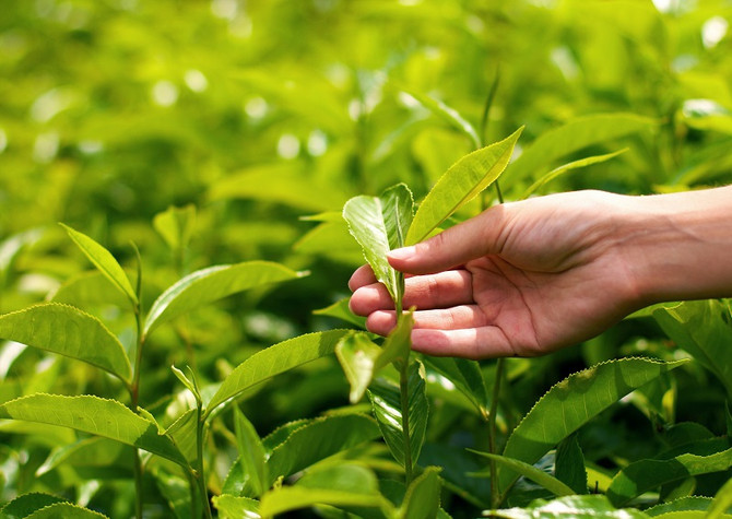 hand holding tea leaves. tea plants in Ireland for the first time.