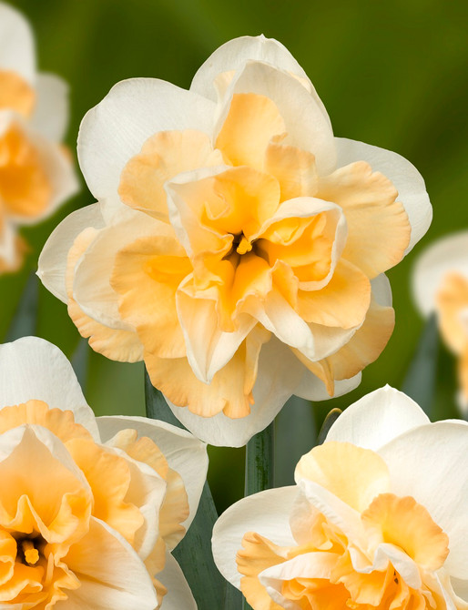 NARCISSI GOLDEN PEARL