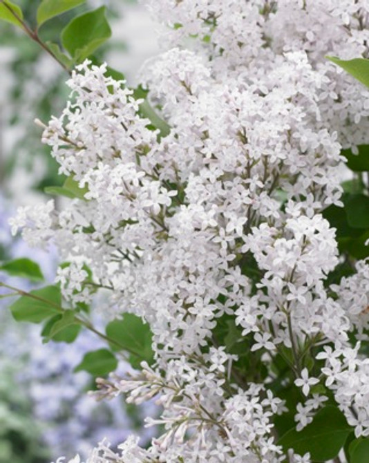 Syringa Flowerfesta White