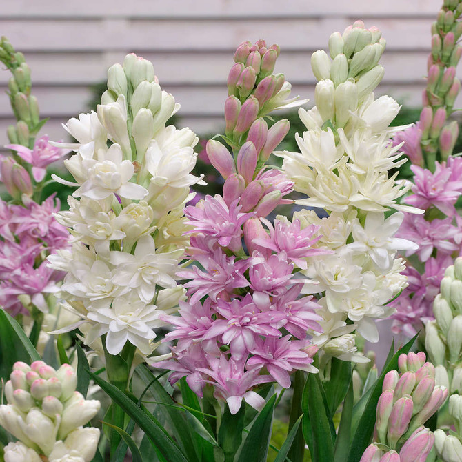 Exotic Pearls 'Polianthes Tuberosa'