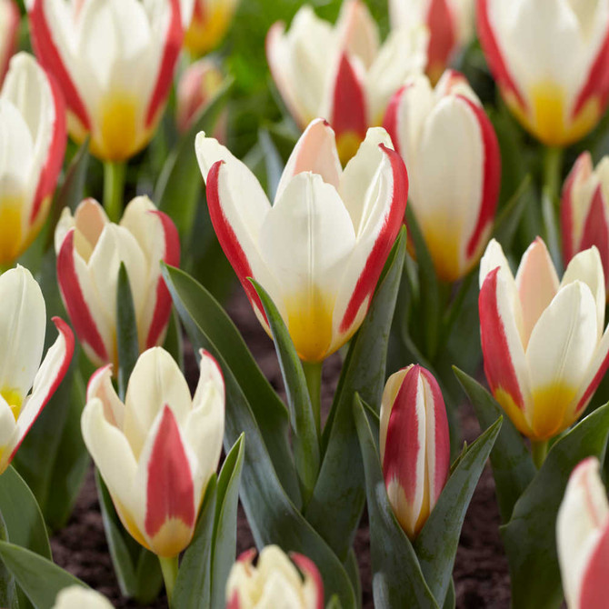 Tulip The First (Kaufmanniana)