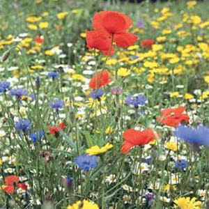 Irish Wildflowers For 'Damp Sites'