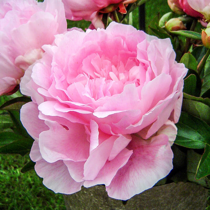 Garden Paeonia ‘Susie q’