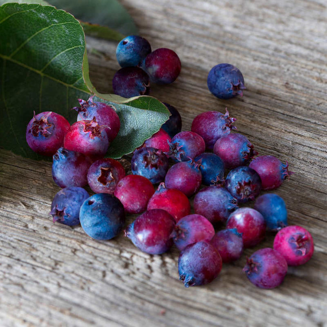 Saskatoon Berry