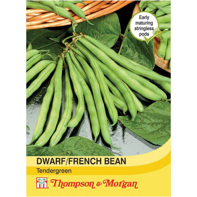 Dwarf Bean Tendergreen