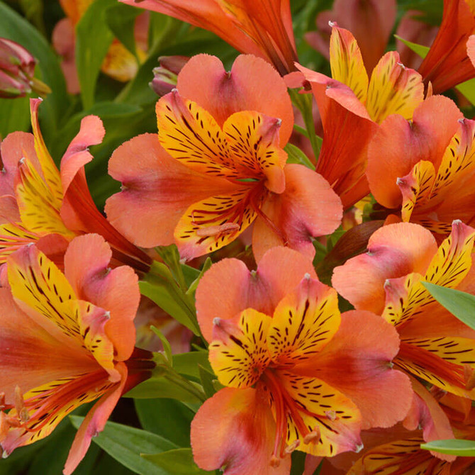 Alstroemeria Maja Henri