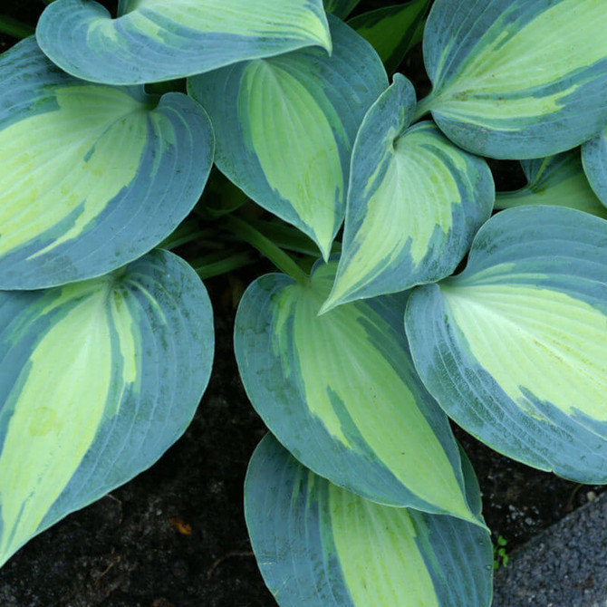 Hosta touch of class