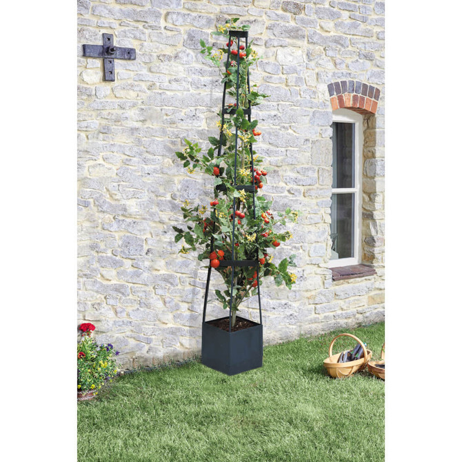 Tomato Obelisk With Reservoir