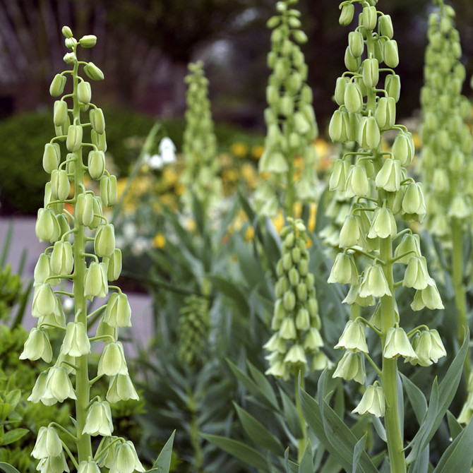 Fritillaria Ivory bells