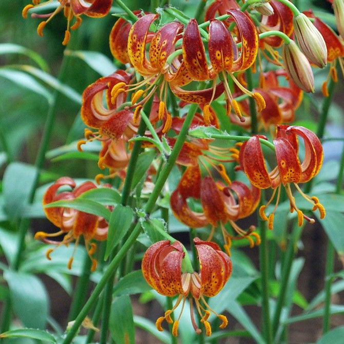 Lilium Arabian knight