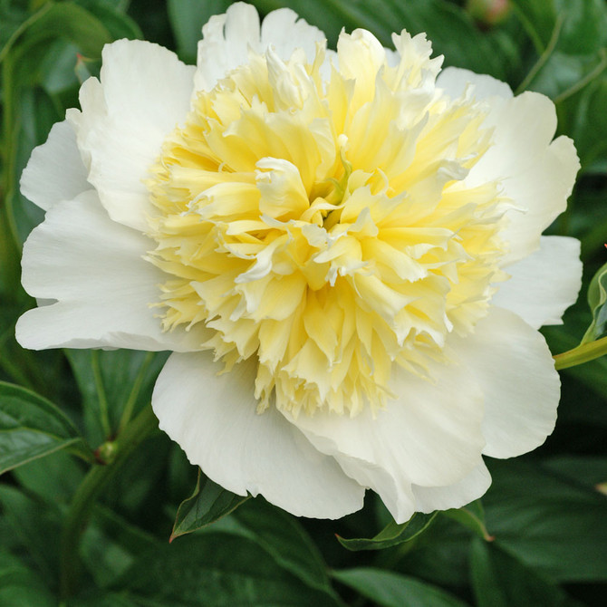 Garden Paeonia ‘Honey Gold’