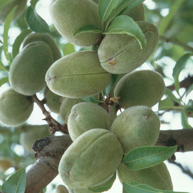 Almond Tree