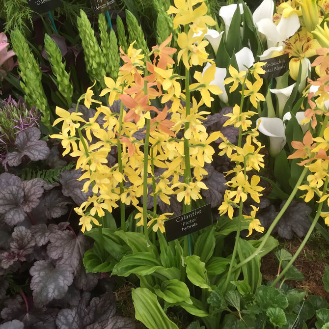 Hardy Calanthe Orchids