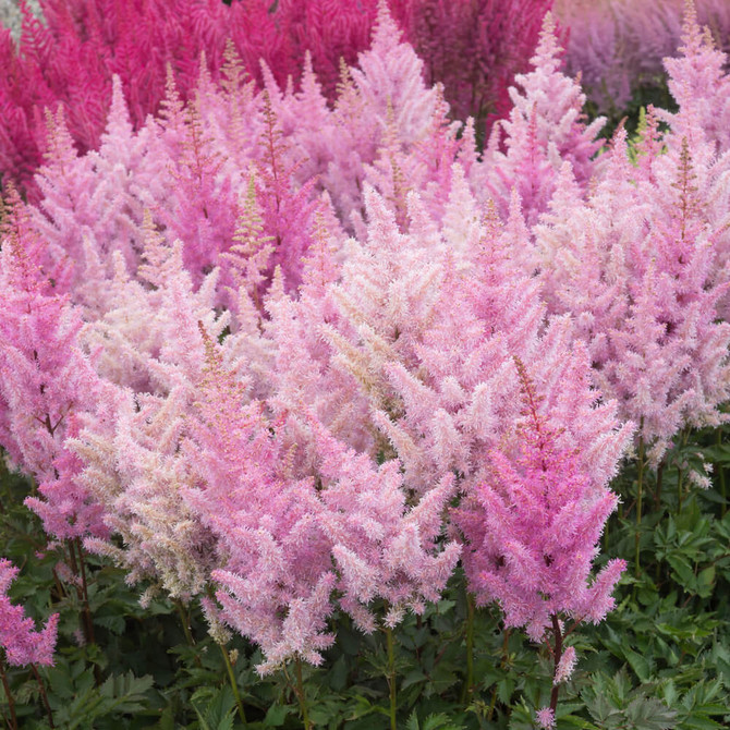 Astilbe Ice Cream