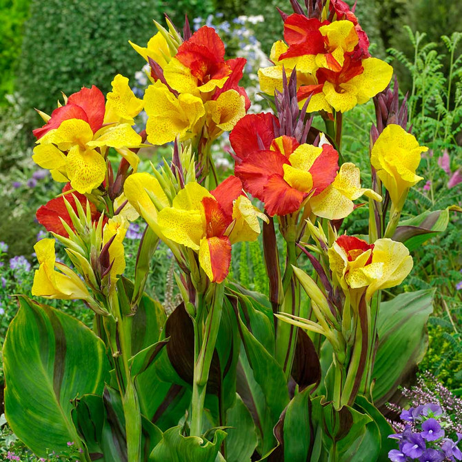 Canna Cleopatra Heritage Variety