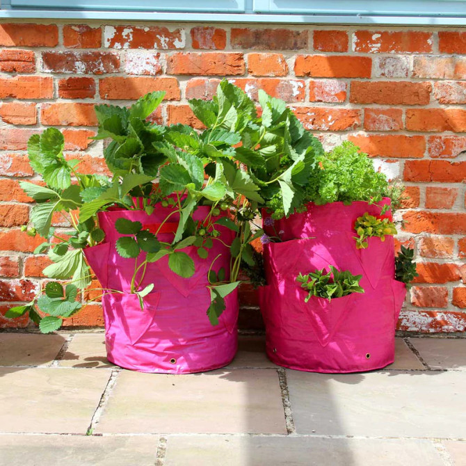 Strawberry & Herb Planter (pack of 2)