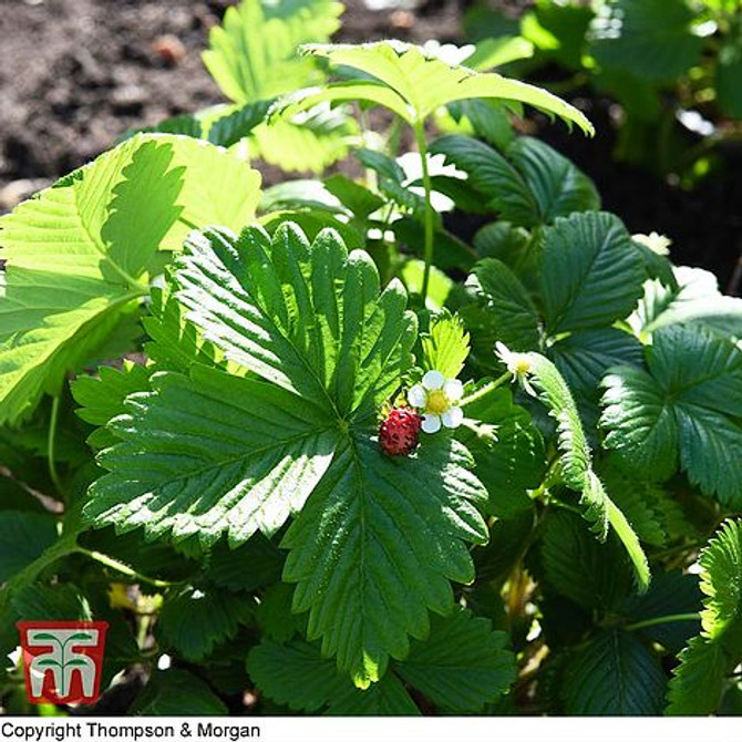 Strawberry Woodland