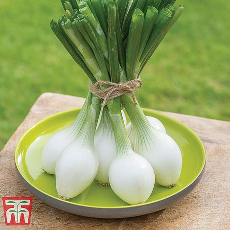 Spring Onion White Star