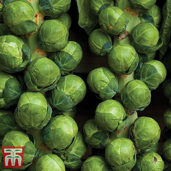 Brussels Sprout 'Attwood'