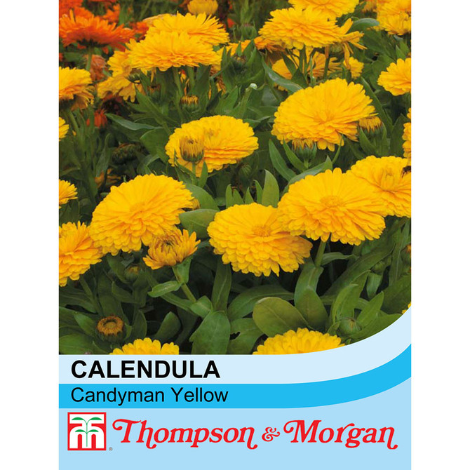 Calendula Candyman Yellow

