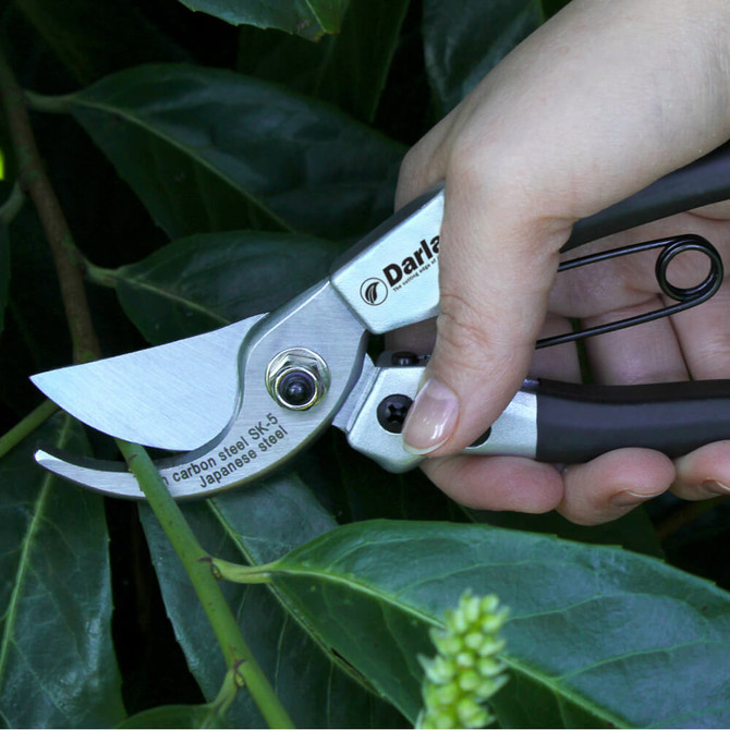 Compact Pruner (DP40)