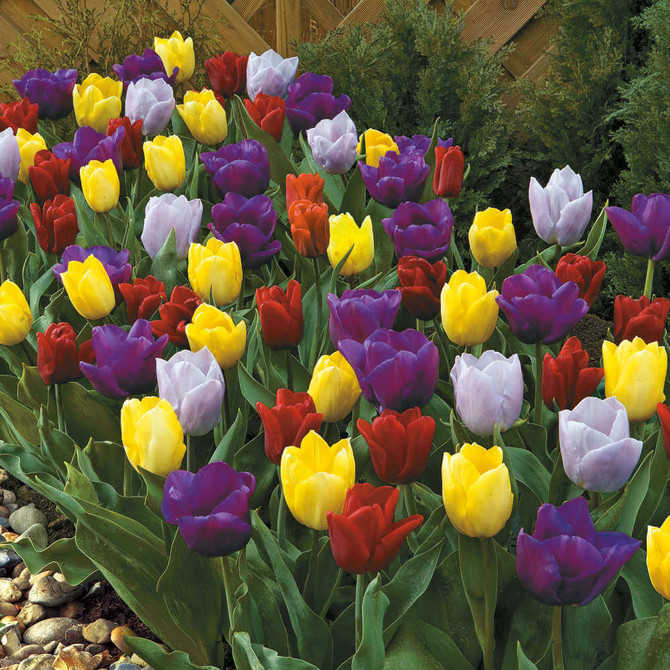 Tulip 'Tutti Frutti Collection'