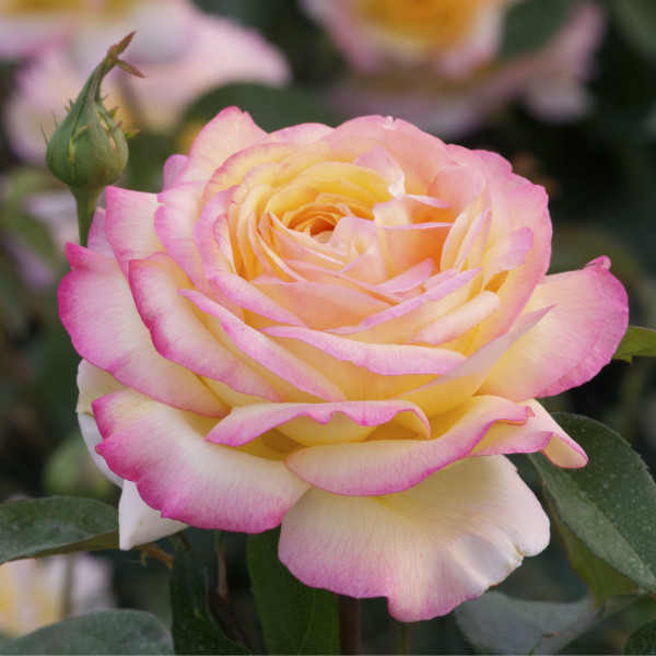 Rose Gorgeous Mitsouko