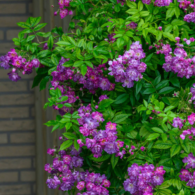 Veilchenblau Rambling Rose