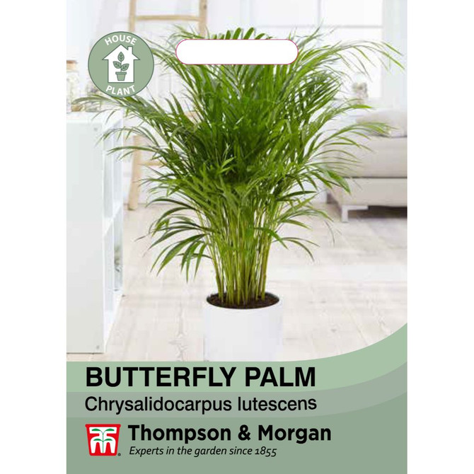 Butterfly Palm