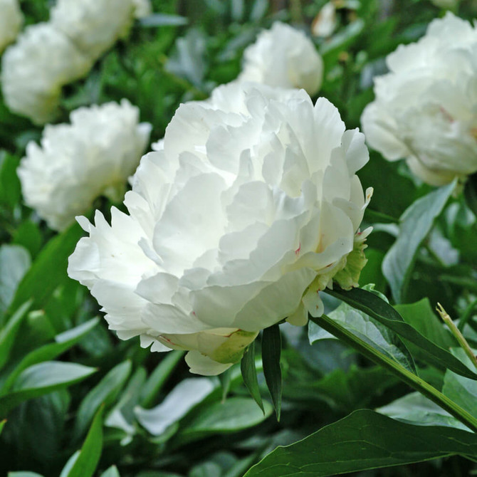 Paeonia Edens Tempation