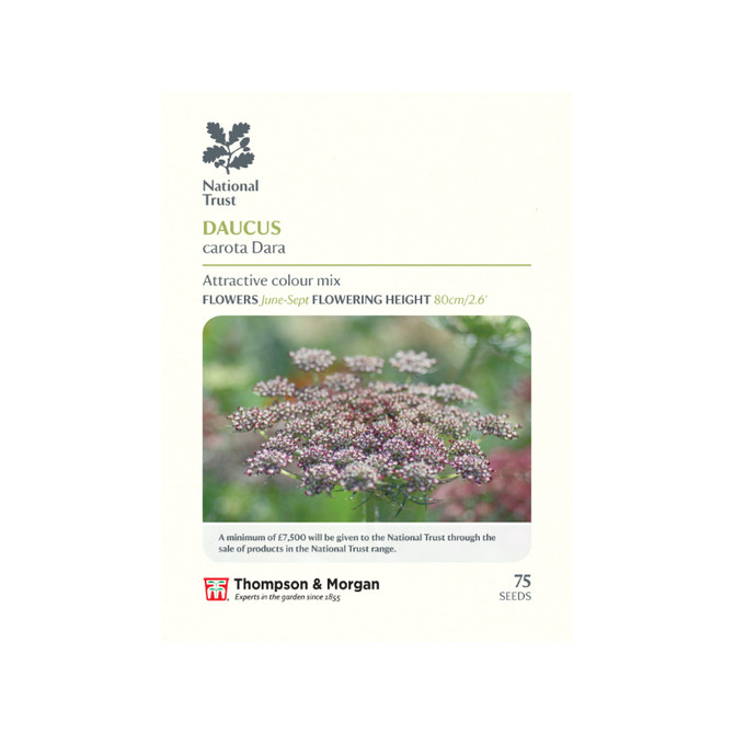 Daucus carota Dara (Carrot)