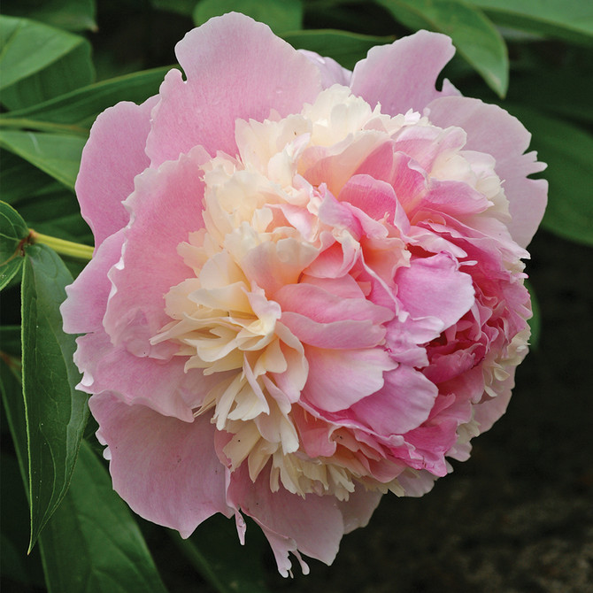 Paeonia Whopper