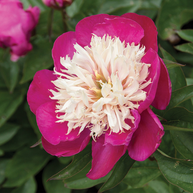 Paeonia White Cap