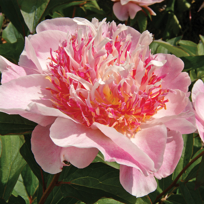 Paeonia lactiflora ‘Do Tell’ Fragrant