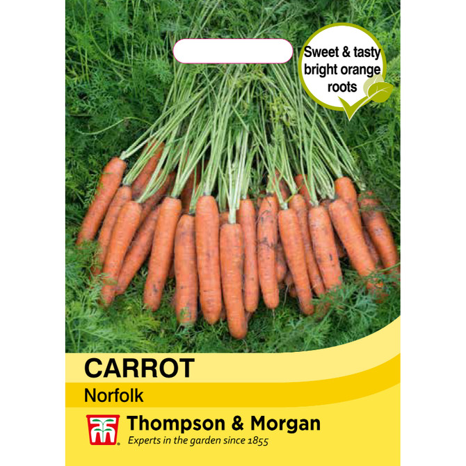 Carrot Norfolk