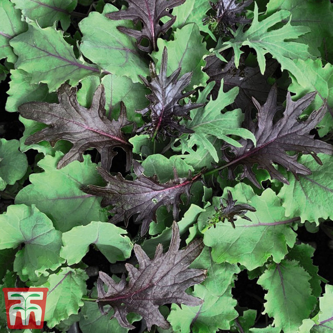 Kale Babyleaf Mix