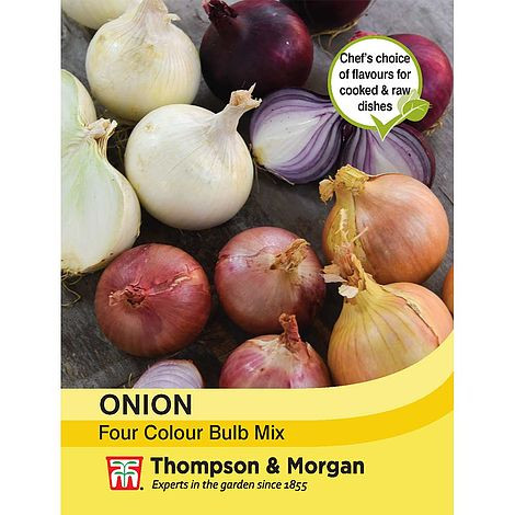 Onion Four Colour Onion