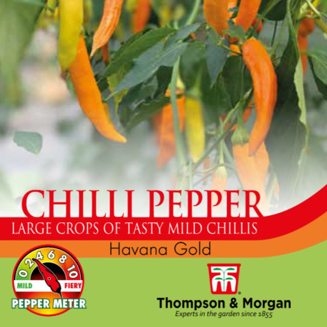 Pepper Chilli Havana Gold