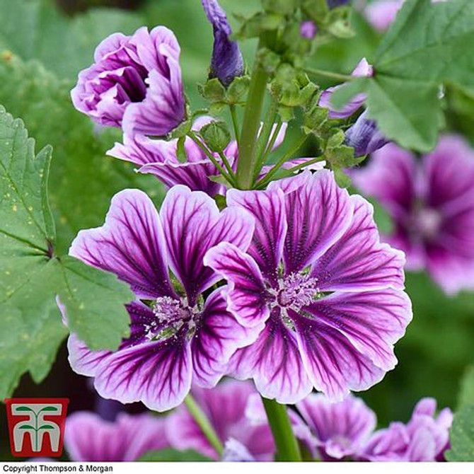 Malva sylvestris Zebrin