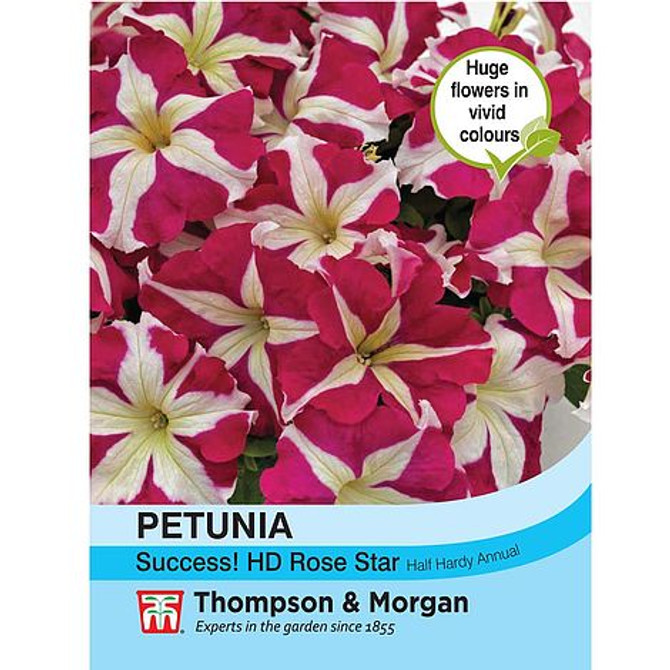 Petunia Success! HD Rose Star