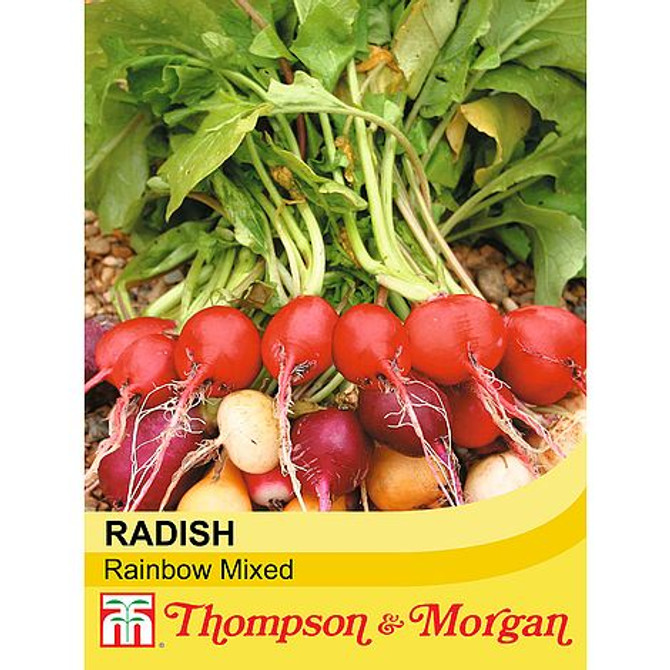 Radish Rainbow Mixed