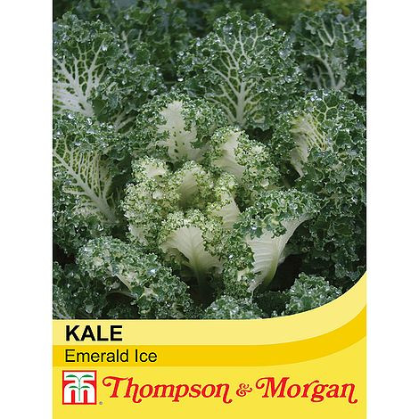 Kale 'Emerald Ice'