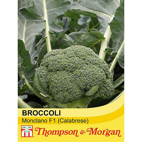 Broccoli 'Monclano' F1 Hybrid (Calabrese)