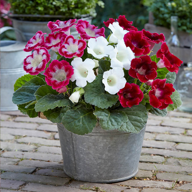 Gloxinia Velvet Trumpets