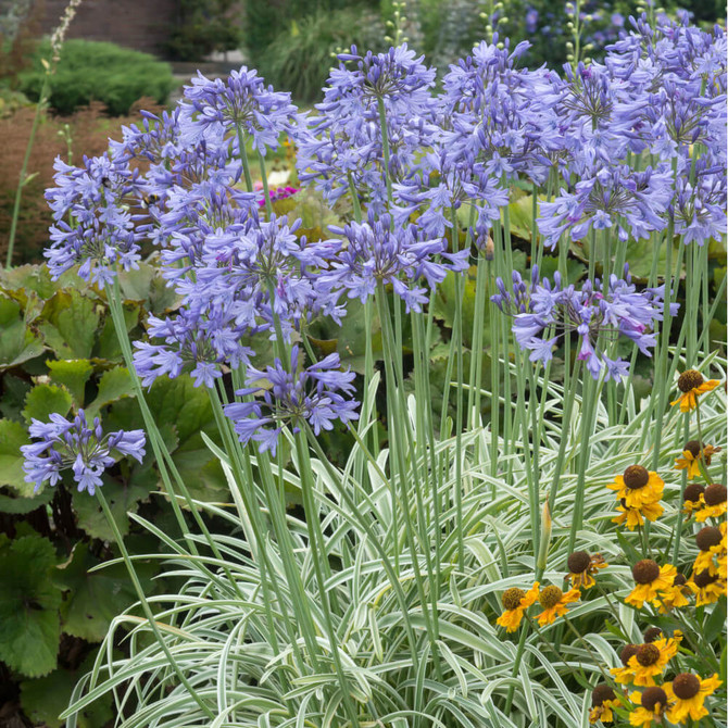 Agapanthus ‘silver Moon’