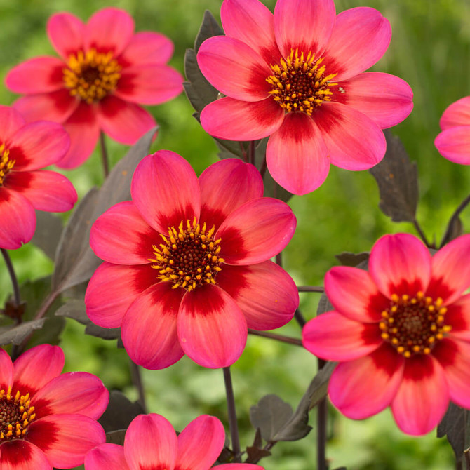 Dahlia 'Dahlegria Tricolore'