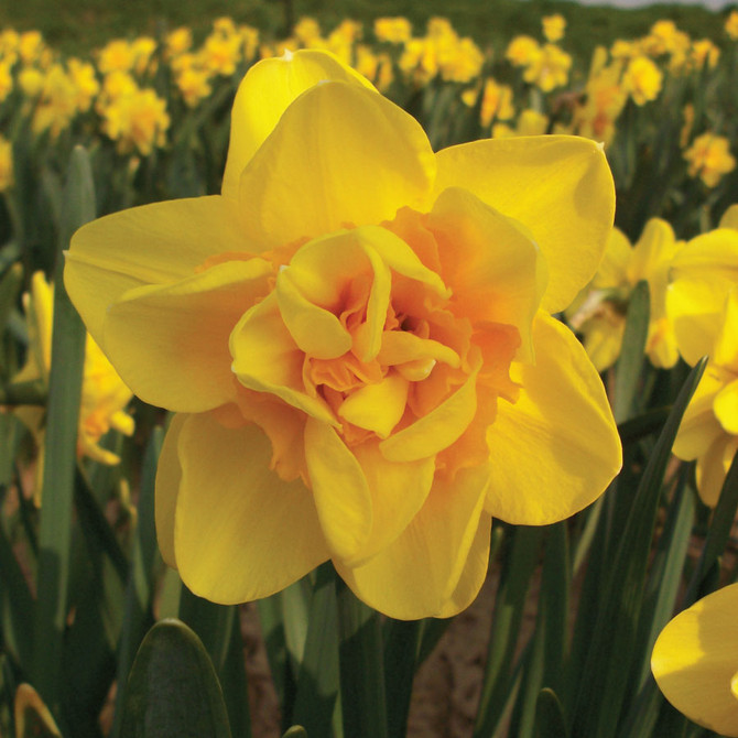 Narcissi Jack The Lad