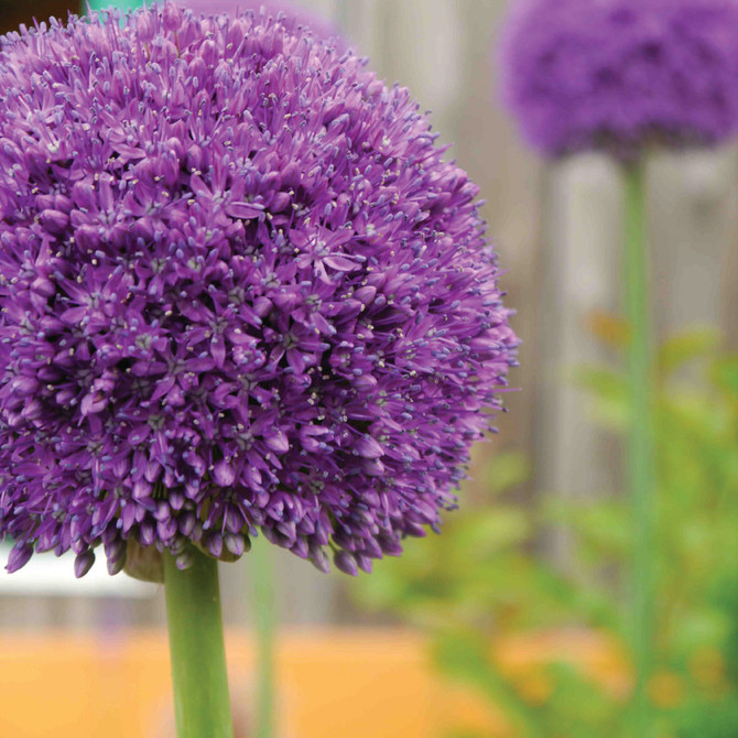 Allium Ambassador