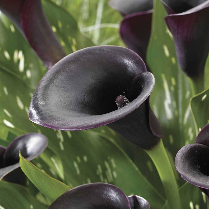 Calla Lily Black Forest