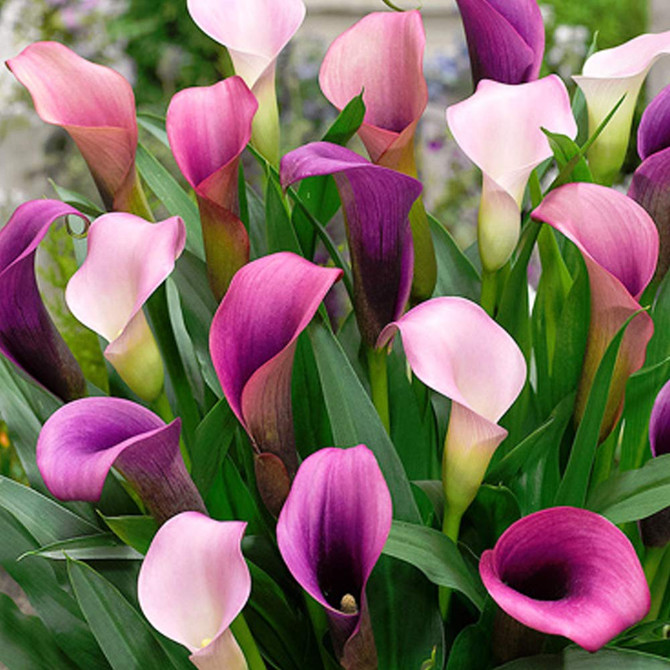 Calla Lily Pasja